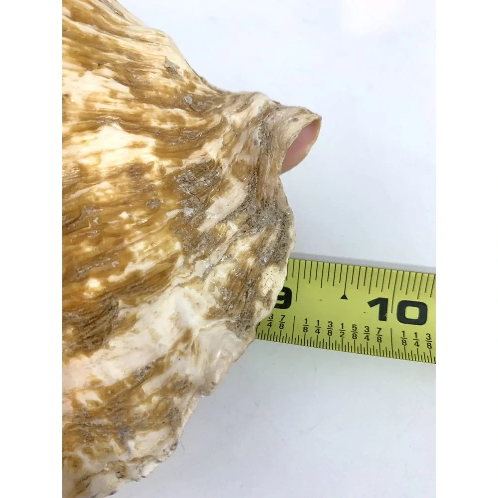 Large Queen Conch Shell Pink Horned Seashell 9